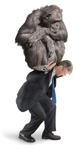 Man with a big chimp on his back
